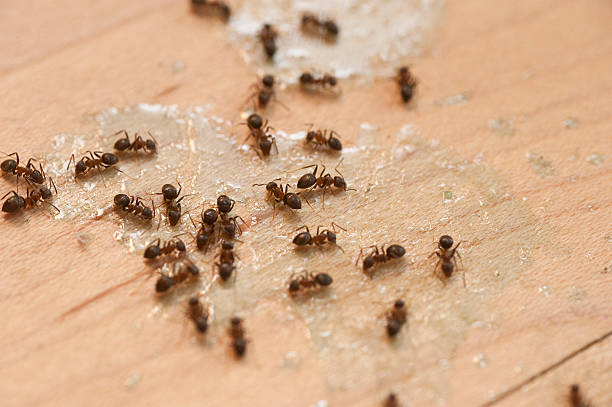 Best Exterminator Services  in Prospect, PA