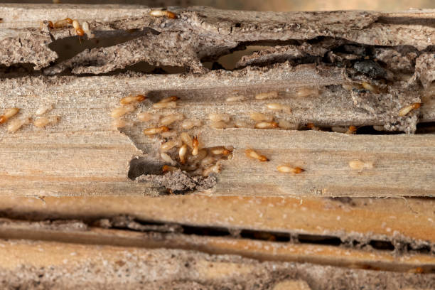 Best Emergency Pest Control  in Prospect, PA